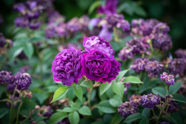Цвет открытый пышная куча фиолетовых роз фиолетовый на кусте / кустарник — стоковое фото