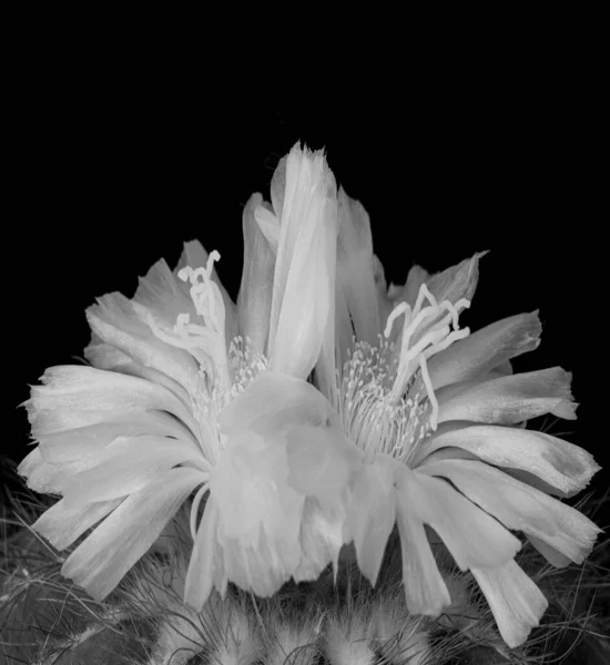 Cactus boule avec paire de fleurs, macro monochrome sur fond noir — Photo