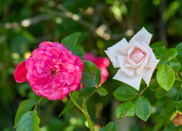 pair of red pink rose blossoms,on natural blurred background