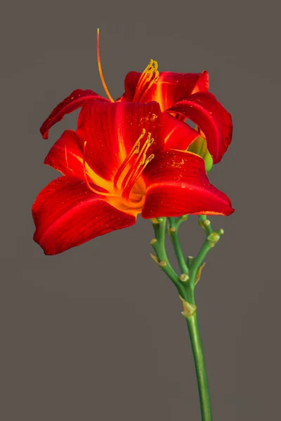 Daylily macro of a pair of red blossoms,buds,gray background — 스톡 사진