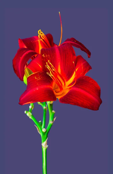 Daylily macro of a pair of red blossoms,buds,violet background — Stock Photo, Image