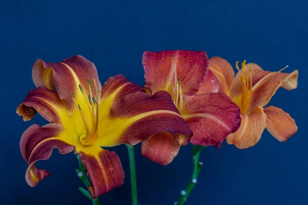 Szüreti napliliom makró egy trió narancs, sárga, piros virágok, a kék — Stock Fotó
