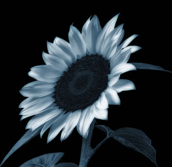 Surréaliste monochrome brillant tournesol macro sur fond noir — Photo