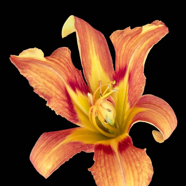 Inner heart of a bright red yellow daylily blossom, black background — стоковое фото