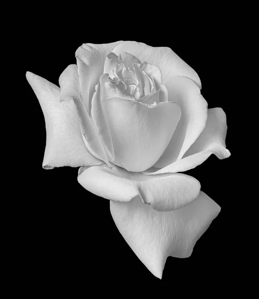 Weiße Rosenblüte monochromes Makro auf schwarzem Hintergrund — Stockfoto