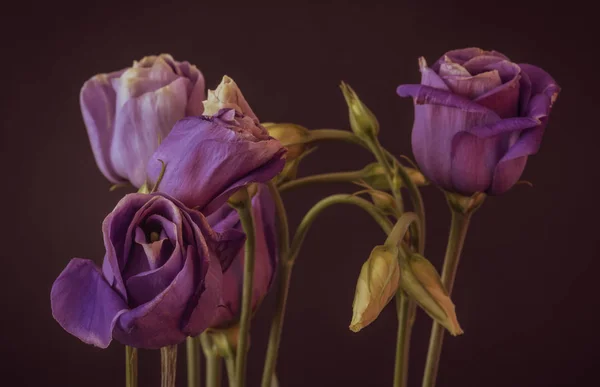 Violet violet lisianthus bouquet macro, vintage fine art still life — стоковое фото