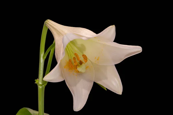 Fleur de lys blanc jaune brillant avec macro pollen, fond noir — Photo