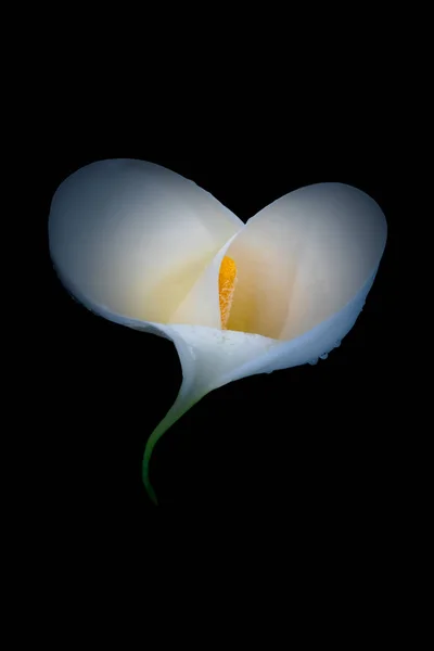 Övre delen av en isolerad vit grön calla blomma med regndroppar — Stockfoto