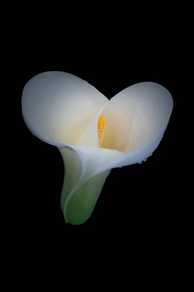 Partie supérieure d'une fleur isolée de calla verte blanche avec gouttes de pluie — Photo