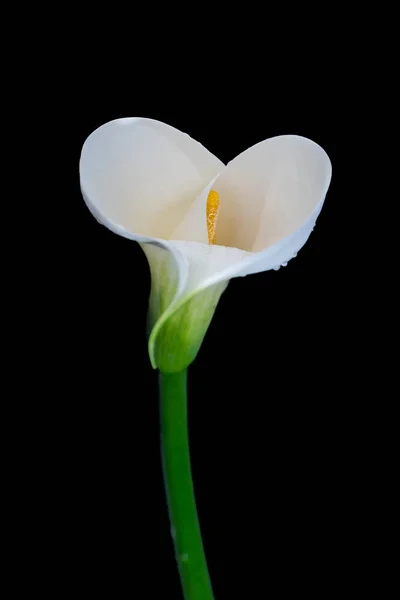 Isolierte weiße grüne Calla-Blüte mit Regentropfen, schwarzer Hintergrund — Stockfoto
