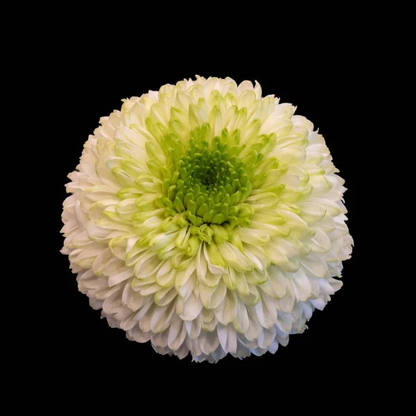 Geïsoleerde witte groene chrysant bloesem macro op zwarte achtergrond — Stockfoto