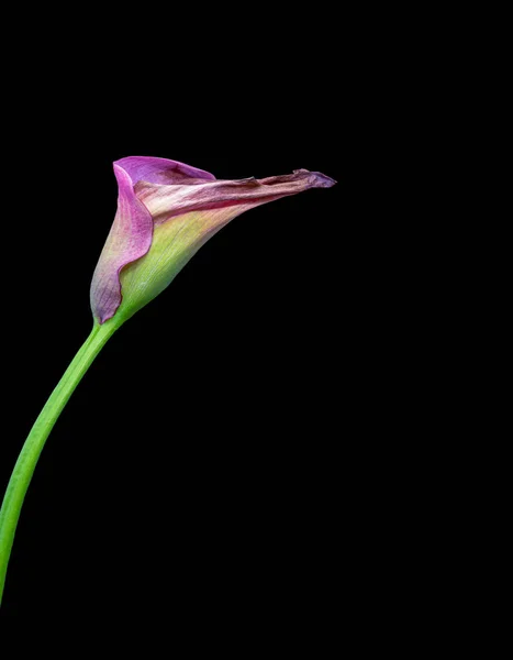 Isolated violet green aged calla blossom,black background,fine art — Stock Photo, Image