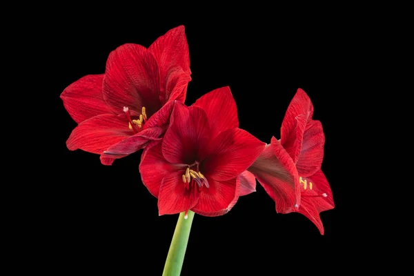 Απομονωμένη κόκκινη αμαρυλλίδα με τρία ανοιχτά άνθη, μαύρο φόντο — Φωτογραφία Αρχείου