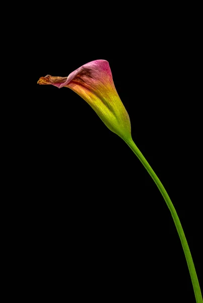 Isolated red green aged calla blossom,black background,fine art — Stock Photo, Image