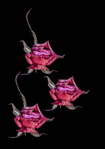 Surrealistic red veined young rose blossom trio with green leaves — Stock Photo, Image