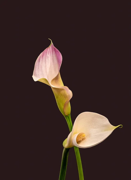 Isoliertes Paar Calla-Blüten, violettbrauner Hintergrund, hohe Kunst — Stockfoto