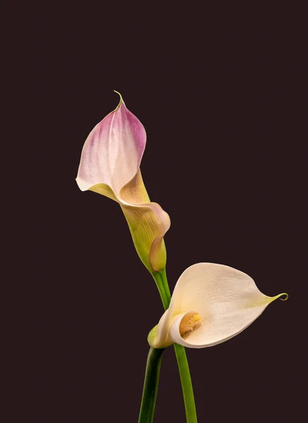 Aislado par de flores de cala, fondo marrón violeta, arte fino —  Fotos de Stock