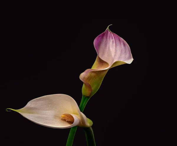 Surrealistic pair calla blossoms,black background,fine art still life — Stock Photo, Image
