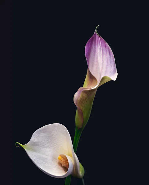 Isolated pair calla blossoms,dark blue background,fine art still life — Stock Photo, Image