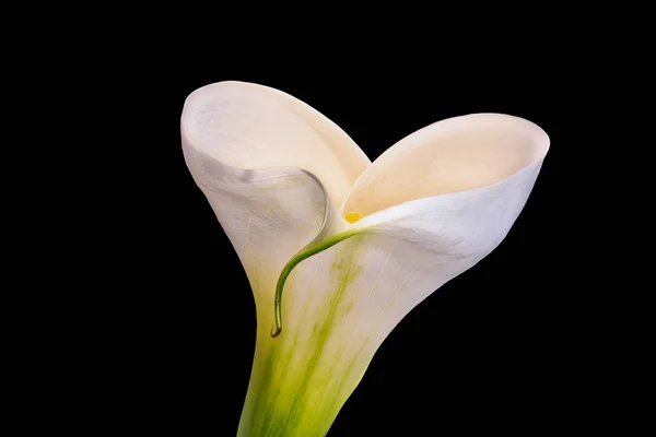 Isolé blanc vert fleur de calla, fond noir, fine art stil life — Photo