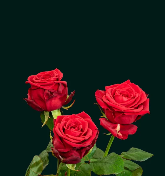 Trzy czerwone róże makro na zielonym tle, sztuka piękna martwa natura — Zdjęcie stockowe