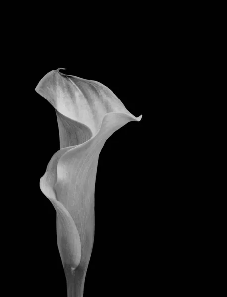 Isolated monochrome calla blossom,black background,fine art still life — Stock Photo, Image