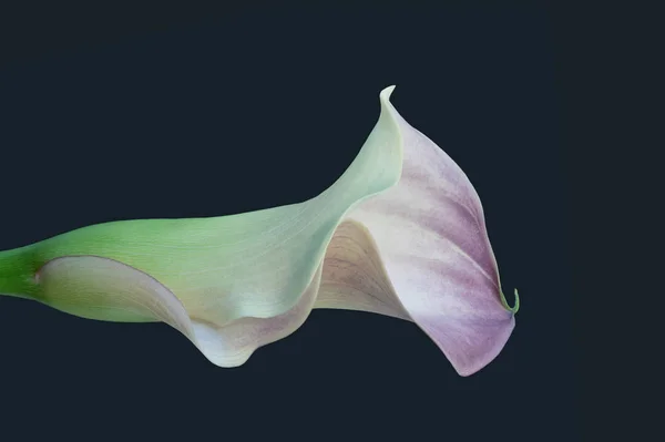 Izolované pastel fialová zelená calla květ makro, modrá zelená pozadí — Stock fotografie