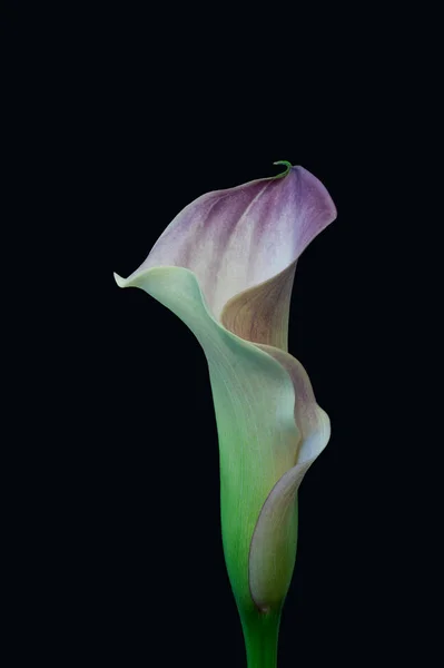Violet green calla blossom,black background,fine art still life macro — Stock Photo, Image