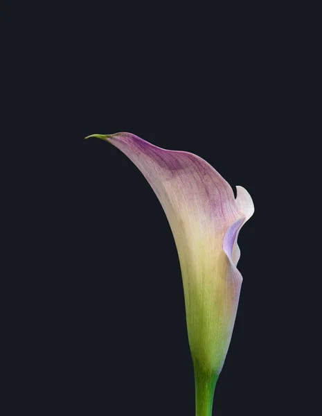 Isolated pastel violet green calla blossom,blue green background — Stock Photo, Image
