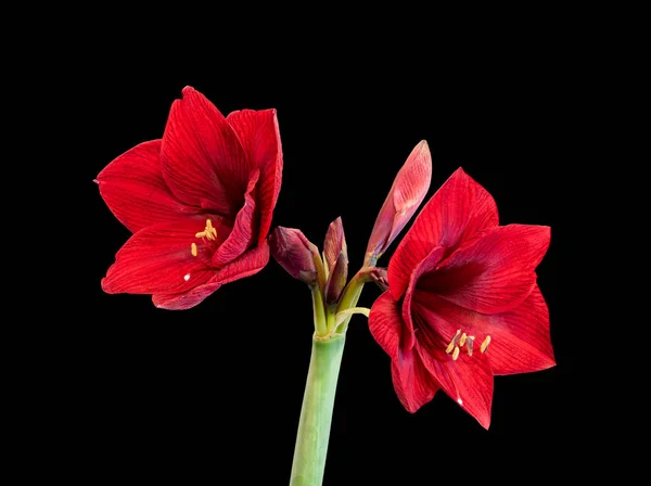İki açık çiçek ve tomurcukla izole edilmiş kırmızı Amarillis, siyah sırt. — Stok fotoğraf