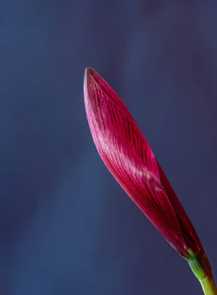 Isolated red amaryllis bud,blue violet blurred background,fine art — Stock Photo, Image