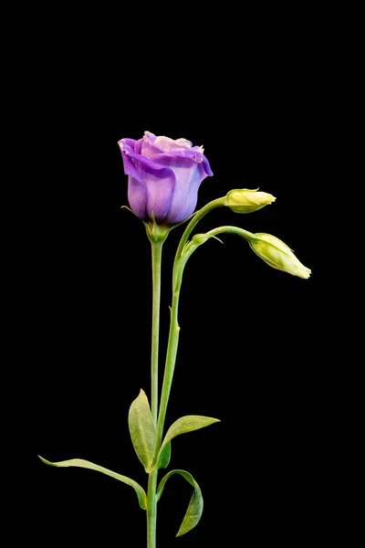 Violet showy prairie gentian blossom macro, vintage fine art still life — стоковое фото