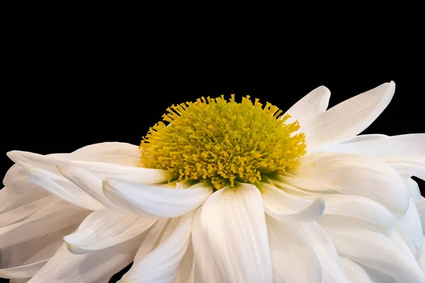 White yellow chrysanthemum blossom side view macro on black back — Stock Photo, Image