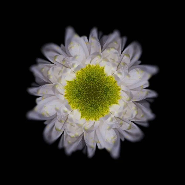 Surréaliste blanc jaune vert fleur de chrysanthème vue de dessus macro — Photo