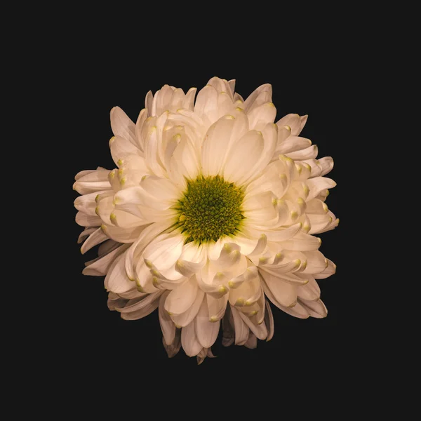Винаж теплый пастель белый желтый хризантема цветение сверху вид — стоковое фото