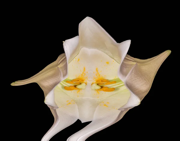 Lys surréaliste macro fantaisie d'une fleur symétrique blanche — Photo