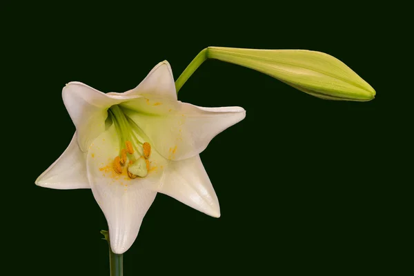 Fleur de lys blanc jaune brillant, bourgeon, macro pollen, fond vert — Photo