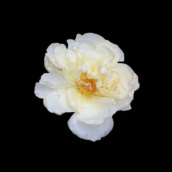 Цветок белой розы в возрасте с красными венами макрос, черный фон, изобразительное искусство — стоковое фото