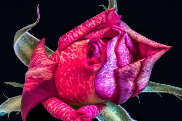 Surrealista vermelho violeta veios jovem rosa flor com folhas verdes — Fotografia de Stock