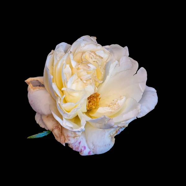 Цветок белой розы в возрасте с красными венами, лист, макрос, черный фон — стоковое фото