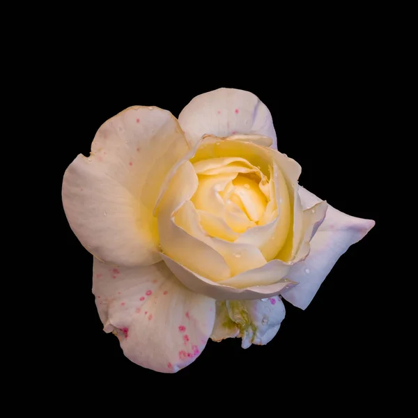 Белая роза в возрасте с красными венами, капли дождя макро, черная спина — стоковое фото