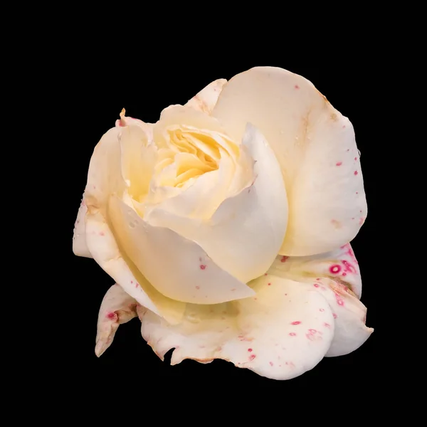 Flor de rosa blanca envejecida con venas rojas, gotas de lluvia macro, espalda negra —  Fotos de Stock