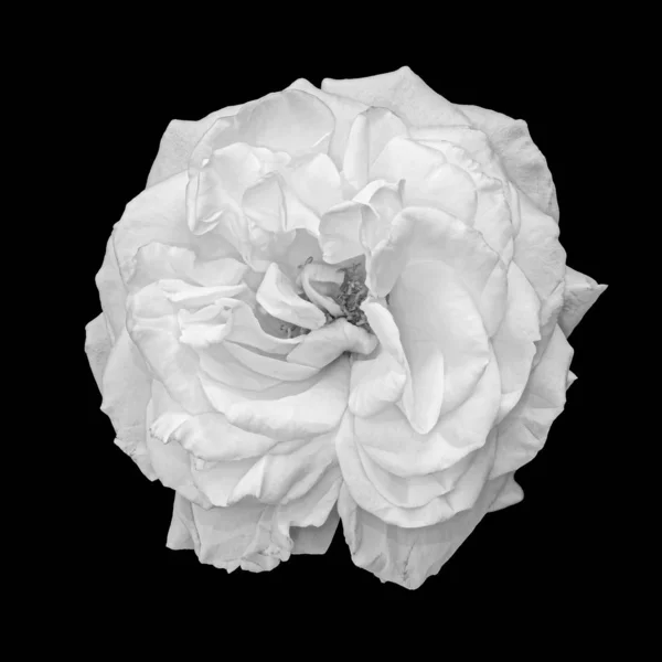 Monochrome witte roos bloesem, zwarte achtergrond, beeldende kunst stilleven — Stockfoto