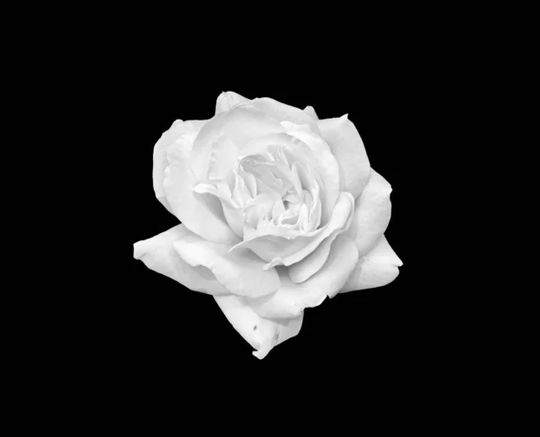 Flor de rosa branca monocromática, fundo preto, bela arte ainda vida — Fotografia de Stock