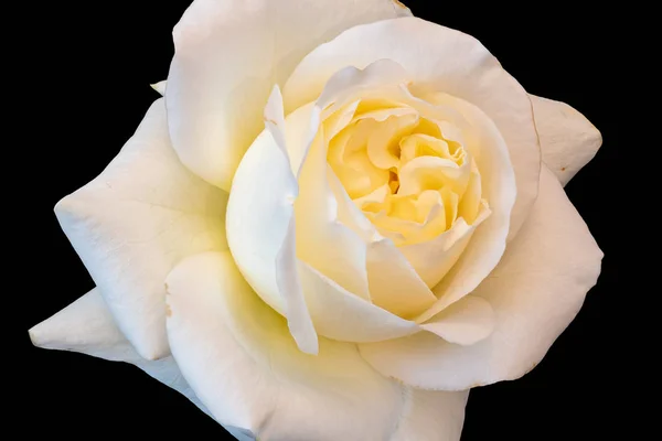 Aged white yellow lush rose blossom macro,black background, fine art — Stock Photo, Image