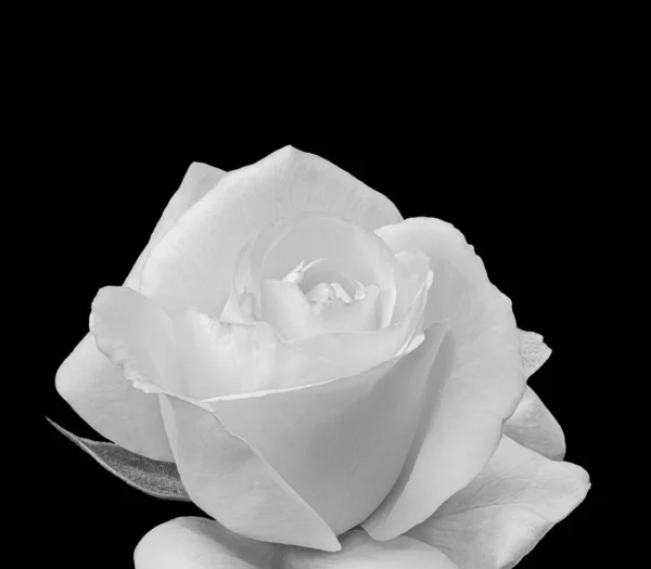 Monochromes weißes Rosenblütenmakro, schwarzer Hintergrund, Stilleben der bildenden Kunst — Stockfoto