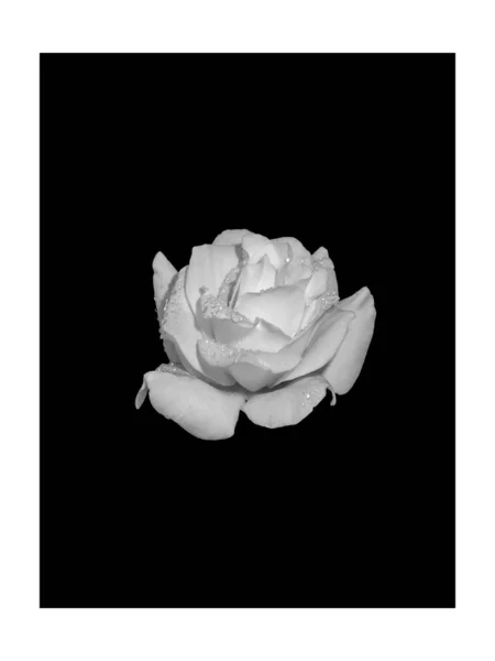 Macro rose blanche fraîche monochrome avec gouttes de pluie, texture détaillée — Photo