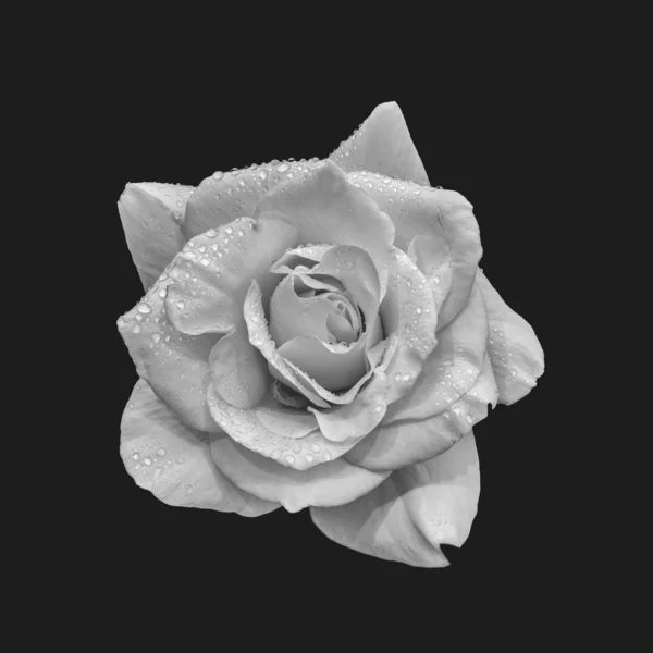 Macro rose blanche monochrome avec gouttes de pluie, texture détaillée sur gris — Photo
