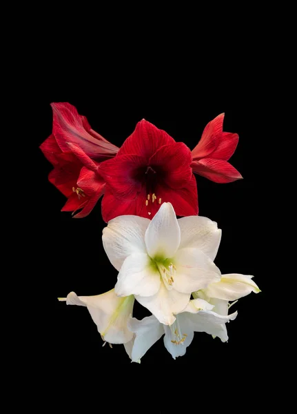 红色白色心房宽开放的花宏观，黑色背景，美术 — 图库照片