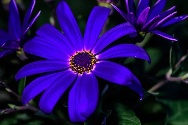 Zewnątrz kolor makro portret kwitnącego ciemnoniebieskiego senecio kwiat — Zdjęcie stockowe